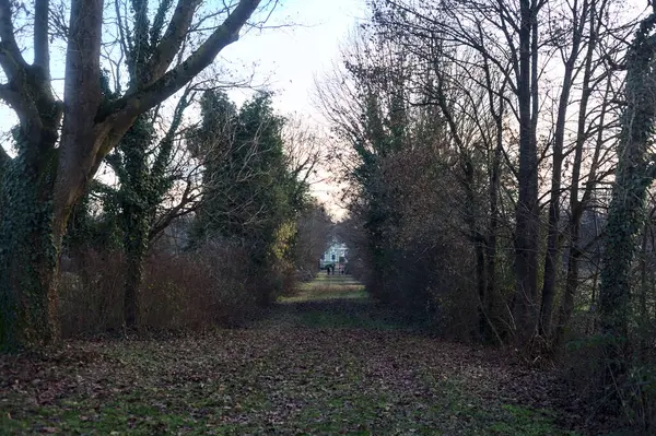 Gün batımında parkın ortasında yapraklarla kaplı bir patika.