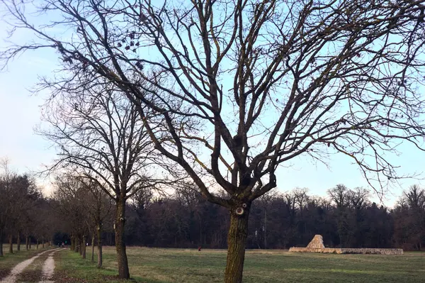 Gün batımında parkta iki sıra ağaçla çevrili bir yol.