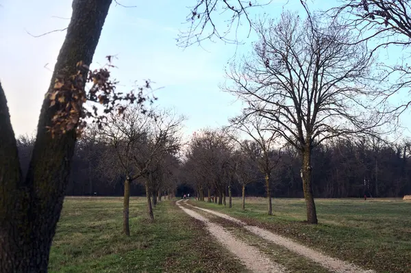 Gün batımında parkta iki sıra ağaçla çevrili bir yol.
