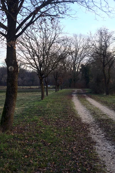 Gün batımında parkta iki sıra ağaçla çevrili bir yol.