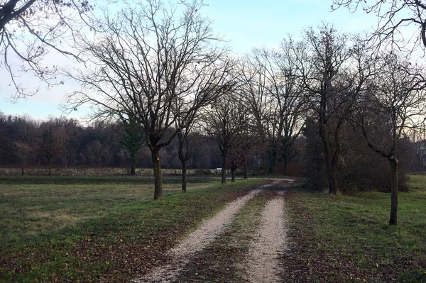 Gün batımında parkta iki sıra ağaçla çevrili bir yol.