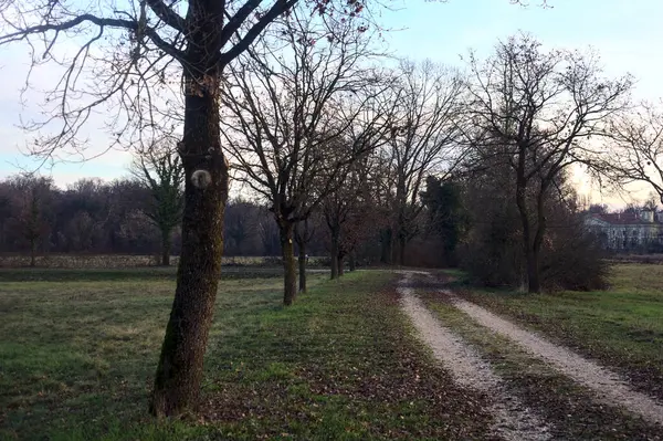 Gün batımında parkta iki sıra ağaçla çevrili bir yol.