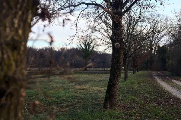 Gün batımında parkta iki sıra ağaçla çevrili bir yol.