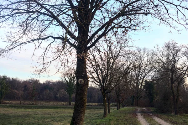 Gün batımında parkta iki sıra ağaçla çevrili bir yol.