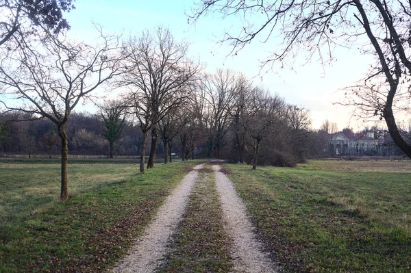 Gün batımında parkta iki sıra ağaçla çevrili bir yol.