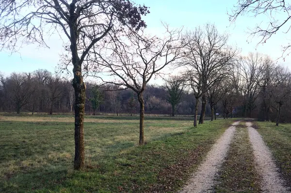 Gün batımında parkta iki sıra ağaçla çevrili bir yol.