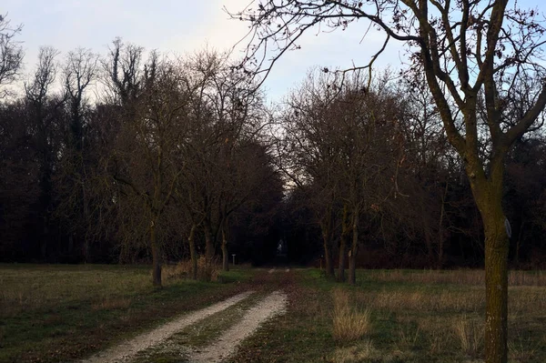 Gün batımında gölgede bir ormanda giden sıra sıra ağaçların arasındaki yol.