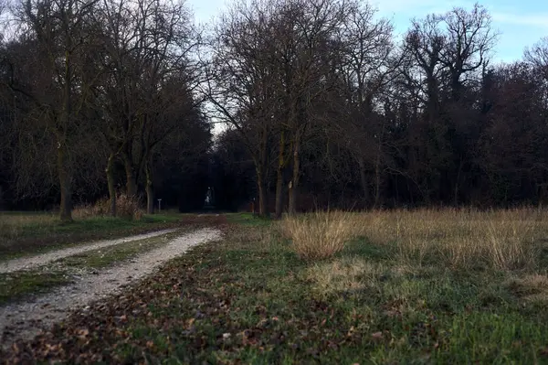 Gün batımında gölgede bir ormanda giden sıra sıra ağaçların arasındaki yol.