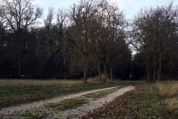 Gün batımında gölgede bir ormanda giden sıra sıra ağaçların arasındaki yol.