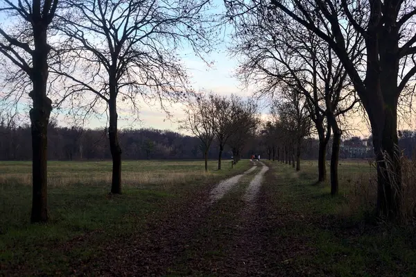 Gün batımında parkta iki sıra ağaçla çevrili bir yol.