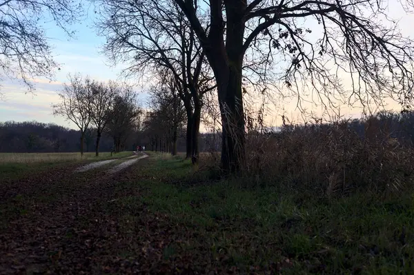 Gün batımında parkta iki sıra ağaçla çevrili bir yol.