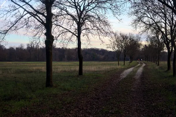 Gün batımında parkta iki sıra ağaçla çevrili bir yol.