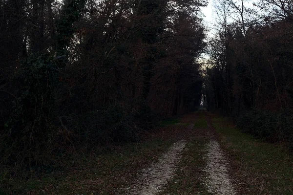 Gün batımında parkın ortasında yapraklarla kaplı bir patika.