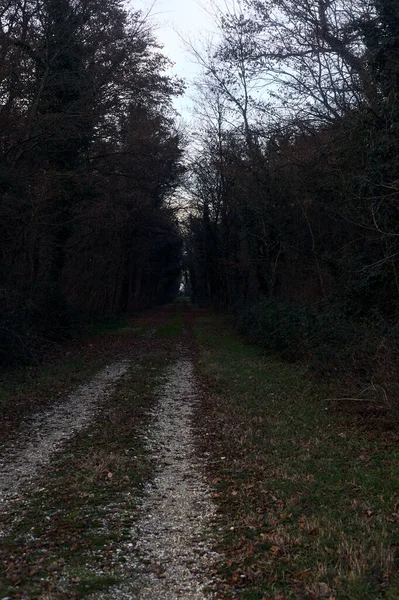 Gün batımında parkın ortasında yapraklarla kaplı bir patika.