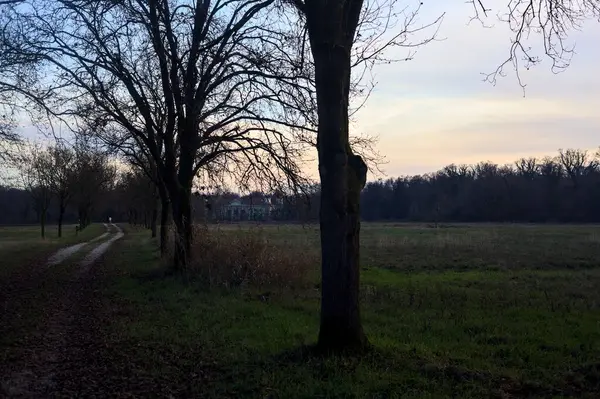 Gün batımında parkta iki sıra ağaçla çevrili bir yol.