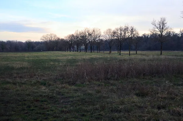 Gün batımında parkta iki sıra ağaçla çevrili bir yol.