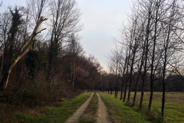 Gün batımında İtalya kırsalında bir orman ve bir sıra ağaçla çevrili bir yol.