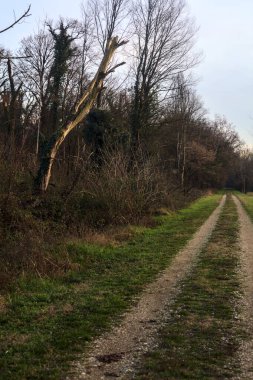 Gün batımında İtalya kırsalında bir orman ve bir sıra ağaçla çevrili bir yol.