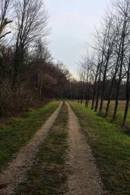 Gün batımında İtalya kırsalında bir orman ve bir sıra ağaçla çevrili bir yol.
