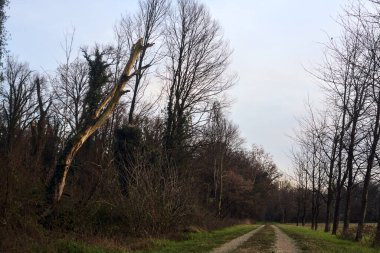 Gün batımında İtalya kırsalında bir orman ve bir sıra ağaçla çevrili bir yol.
