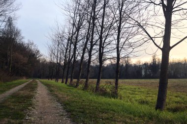 Gün batımında İtalya kırsalında bir orman ve bir sıra ağaçla çevrili bir yol.