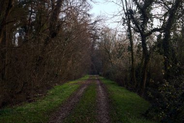 Gün batımında İtalya kırsalında bir orman ve bir sıra ağaçla çevrili bir yol.