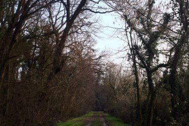 Gün batımında İtalya kırsalında bir orman ve bir sıra ağaçla çevrili bir yol.