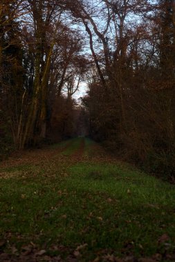 Gün batımında parkın ortasında yapraklarla kaplı bir patika.