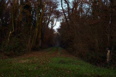 Gün batımında parkın ortasında yapraklarla kaplı bir patika.
