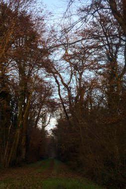 Gün batımında parkın ortasında yapraklarla kaplı bir patika.