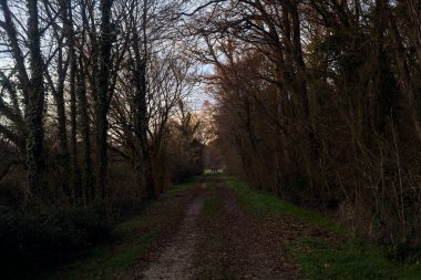 Gün batımında İtalya kırsalında bir orman ve bir sıra ağaçla çevrili bir yol.