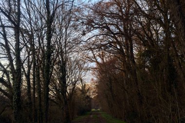 Gün batımında İtalya kırsalında bir orman ve bir sıra ağaçla çevrili bir yol.
