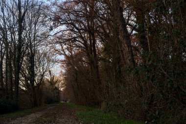 Gün batımında İtalya kırsalında bir orman ve bir sıra ağaçla çevrili bir yol.