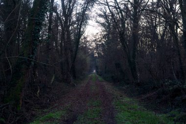 Gün batımında parkın ortasında yapraklarla kaplı bir patika.