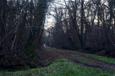 Gün batımında parkın ortasında yapraklarla kaplı bir patika.