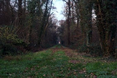 Gün batımında parkın ortasında yapraklarla kaplı bir patika.