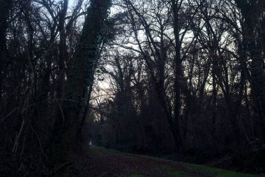 Gün batımında parkın ortasında yapraklarla kaplı bir patika.