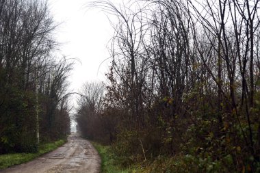 Dirt road with puddles in a grove on a clou day in winter