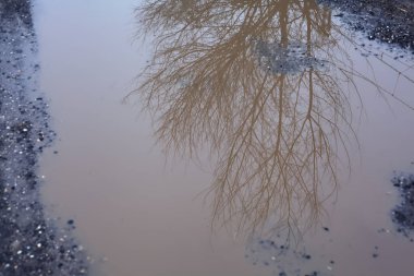 Puddles on a path with bare trees casted in the water