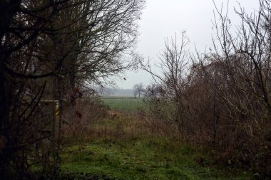 Field with trees on a misty day in winter framed by plants