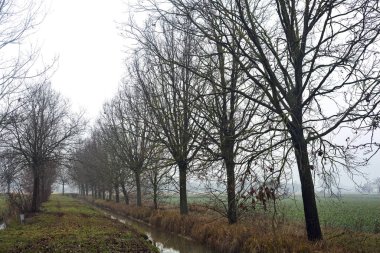 Path next to a stream of water bordered by bare trees on a misty day in the italian countryside