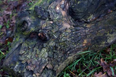 Trunk laying on grass and foliage seen up close