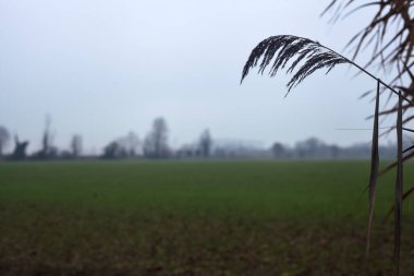 Field with trees on a misty day in winter framed by plants