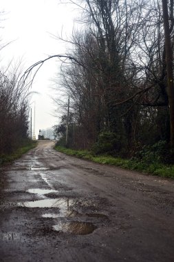 Dirt road in a grove with a branch arching over it on a misty day in the italian countryside in winter