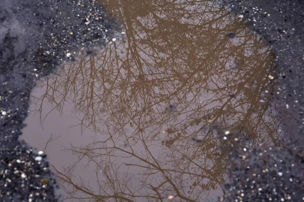 Puddles on a path with bare trees casted in the water
