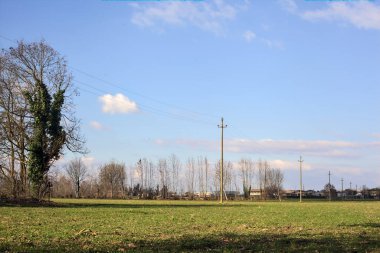 Field with trees and an over head power line with wooden poles on a sunny day in the italian countryside