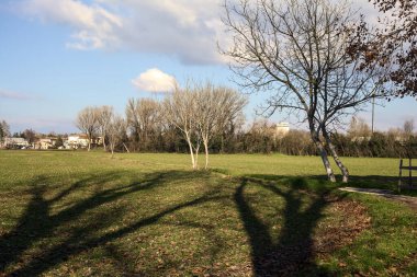 Paved trail with a tall bare tree at its edge next to a field on a sunny day in the italian countryside