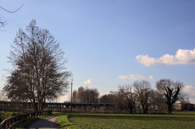 Paved trail with a tall bare tree at its edge next to a field on a sunny day in the italian countryside