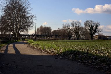 Paved trail with a tall bare tree at its edge next to a field on a sunny day in the italian countryside