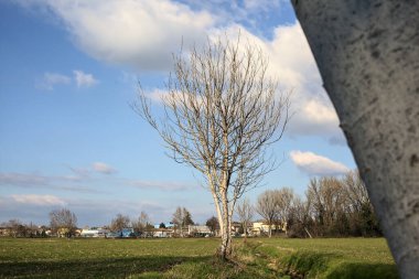 Small irrigation channel with bare trees at its edge in a field on a sunny day in the italian countryside